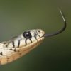 Zelf misleiden op internet grass-snake-snake-serpentes-natrix-80474